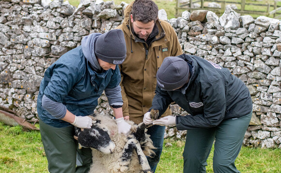 Identifying and tackling ulcerative dermatitis