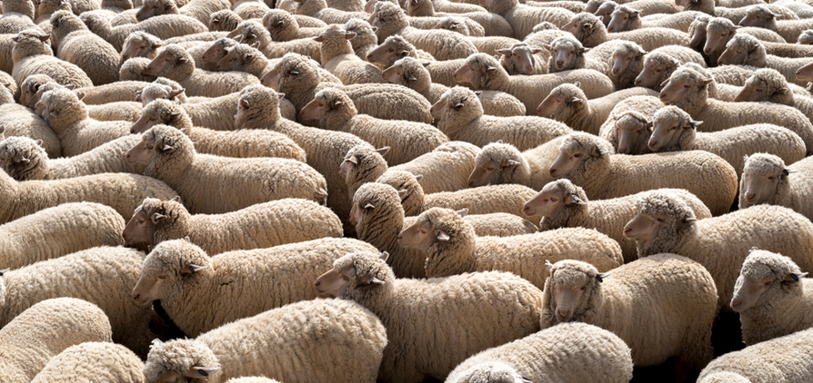 The Federal Government has provided further details about available funding to support the transition away from live sheep exports.