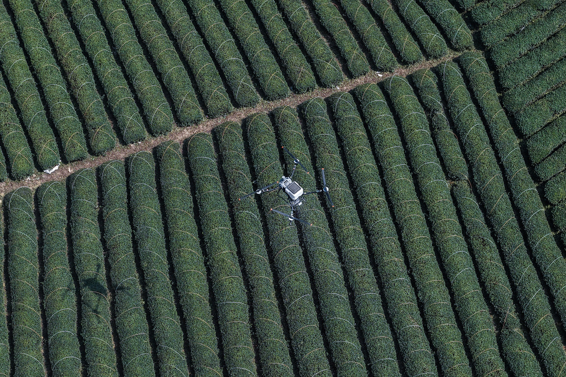 CHINA-ZHEJIANG-TEA-HARVEST SEASON(CN)