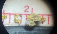  Visible gold panned from 125-126m downhole