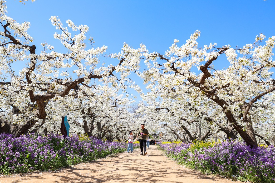 #CHINA-HEBEI-PEAR BLOSSOMS-TOURISM (CN)