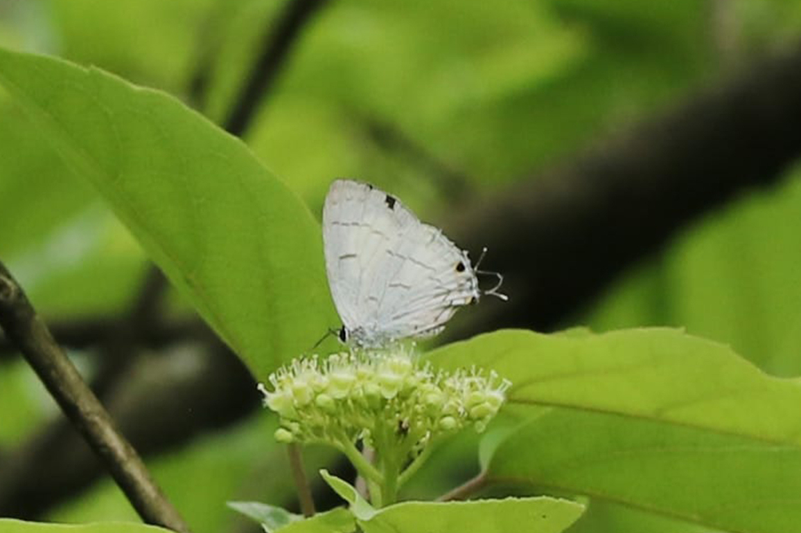 Black-spot Royal Butterfly recorded in Sikkim for first time