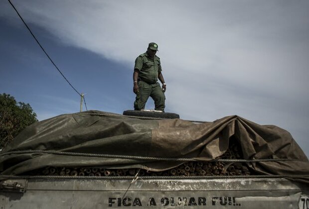 China&#039;s taste for blood timber may be fueling Mozambique conflict