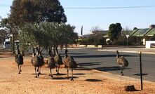  Thirsty emu's heading into town in Broken Hill