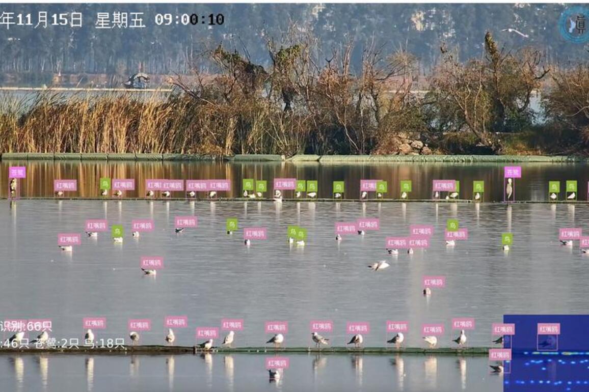 AI-powered "bird facial recognition" boosts avian conservation