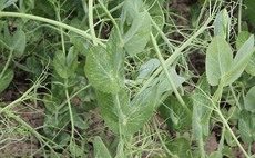 Product news: extension granted for powdery mildew control in peas