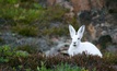  Tempus hopes White Rabbit will deliver lithium magic. Image:Andy Brunner/Unsplash
