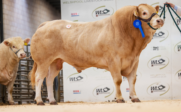 Auction mart sales round-up: Monbeliarde record at Carlisle and averages up for store cattle at Kirkby Stephen
