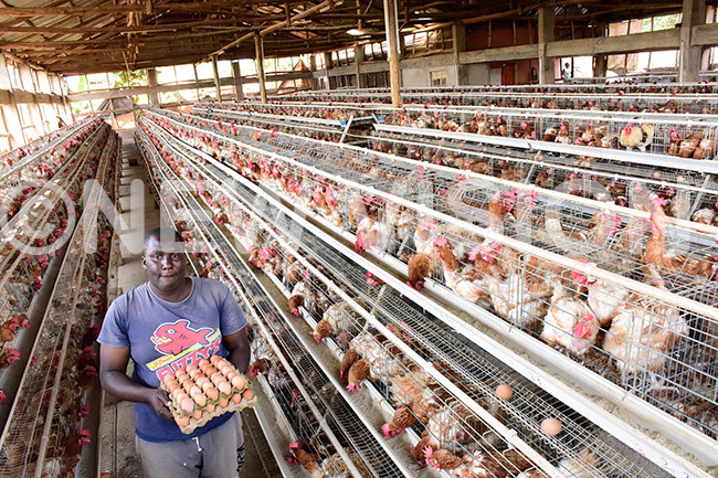  ost youths in ganda shun agriculture for whitecollar jobs but engagement in such projects as poultry keeping would contribute to the national economy while simultaneously improving their livelihoods