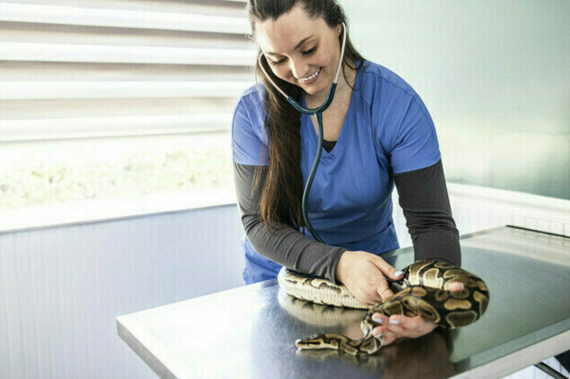 Python rescued from electric fence in South Africa (PHOTOS, VIDEO)