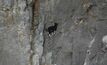  Rock scaling is a breeze for this goat