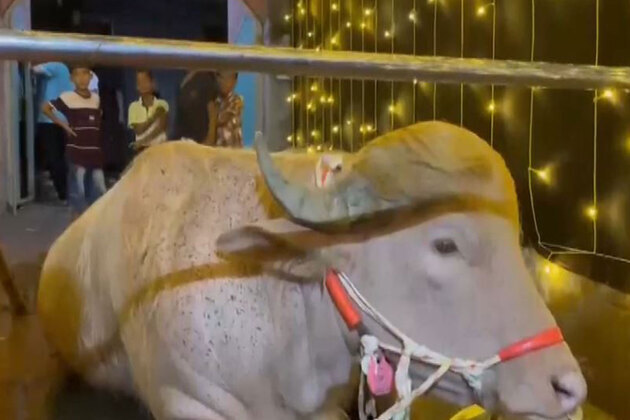 From viral sensation to zoo resident: Bangladesh's 'Trump' buffalo spared from Eid sacrifice