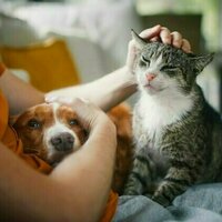 More than just an animal: Losing a pet deserves more attention and compassion