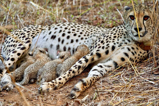 "Commitment to conservation, sustainable practices": PM Modi hails International Big Cat Alliance, cheetah reintroduction on World Wildlife Day