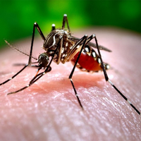 Pakistan's dengue situation worsens, officials accused of masking death figures