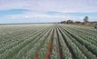 Tough new lentil varieties show improved tolerance to herbicides