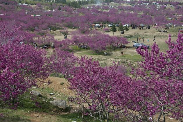 Purple Hill, blooming escape in war-torn Afghanistan