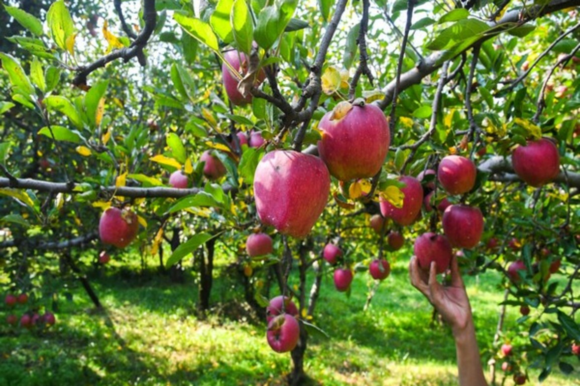 Himachal Pradesh farmers demand ban on Turkish apple imports, seek 100pc duty on foreign apples