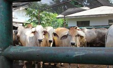 Cattle hung by heads not Australian: industry