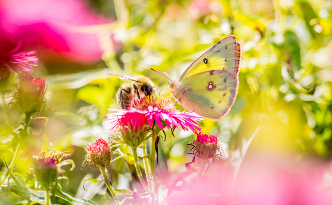 'A turning point for nature and society': Dramatic adoption of EU Nature Restoration Law paves way for green policy overhaul