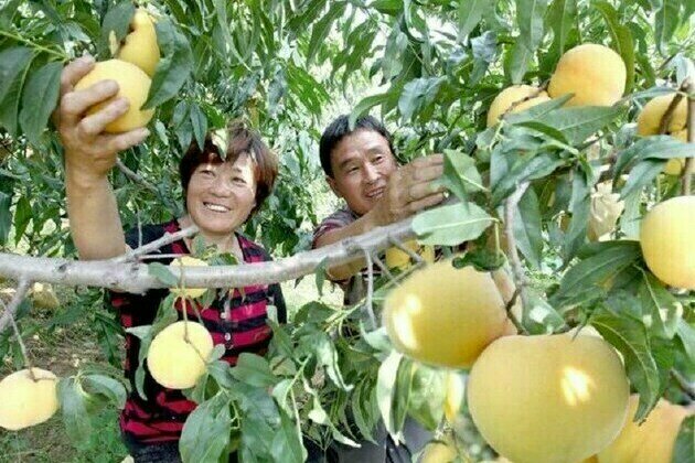 Xinhua Silk Road: Peach farmers in E. China's Mengyin embrace peachy lives