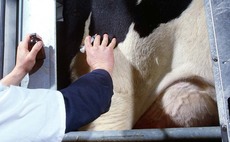 Antimicrobial use in dairy still a challenge