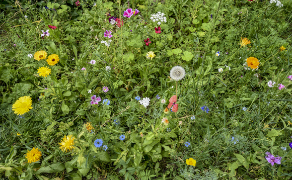 The government has faced criticism from green groups over its proposed planning reforms The government has faced criticism from green groups over its proposed planning reforms