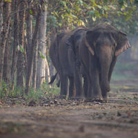 CITES highlights high standards at Vantara and strong Indian regulations