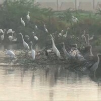Tamil Nadu: Waterbird population census begins in Thoothukudi