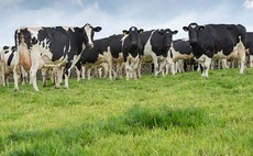 Transition cow management views