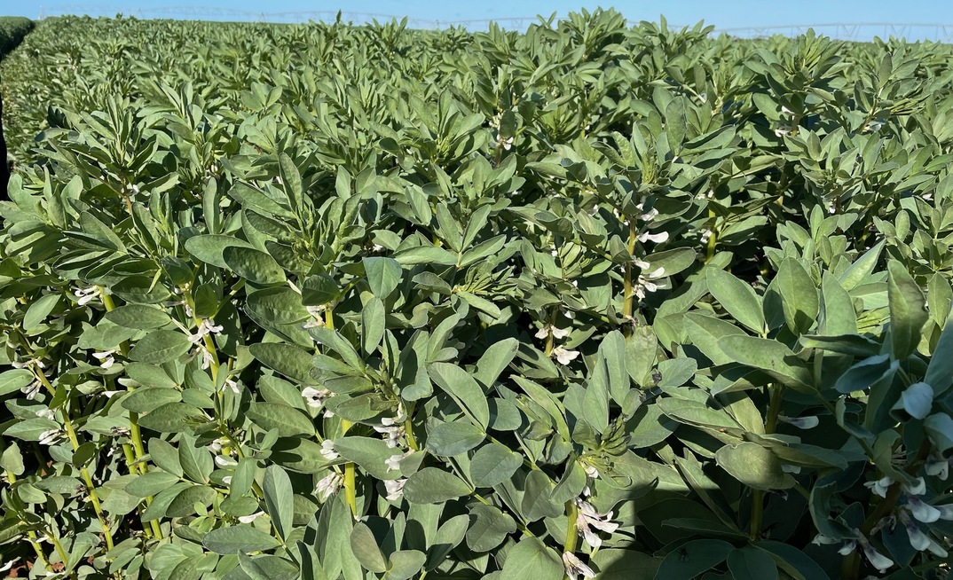 Grain Producers Australia is urging a rethink to proposed changes for application rates for the herbicides paraquat and diquat, especially for desiccation of pulse crops. Photo: Mark Saunders.