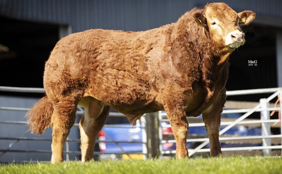 Limousin online timed auction tops at £15,000