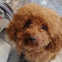 Special flight from UAE evacuates pets and owners back to Athens