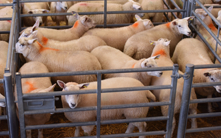 Tight market supports sheep prices
