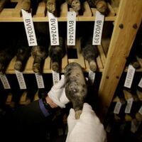 Cache of precious wine from Czech Republic’s Becov Castle on display