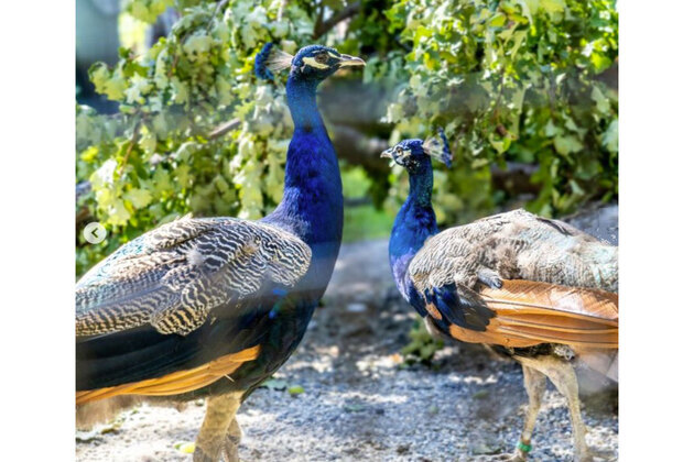 "Photo of the week": UN Geneva spotlights peacocks gifted by India