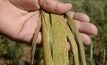 Don't treat stripe rust in moderately resistant varieties