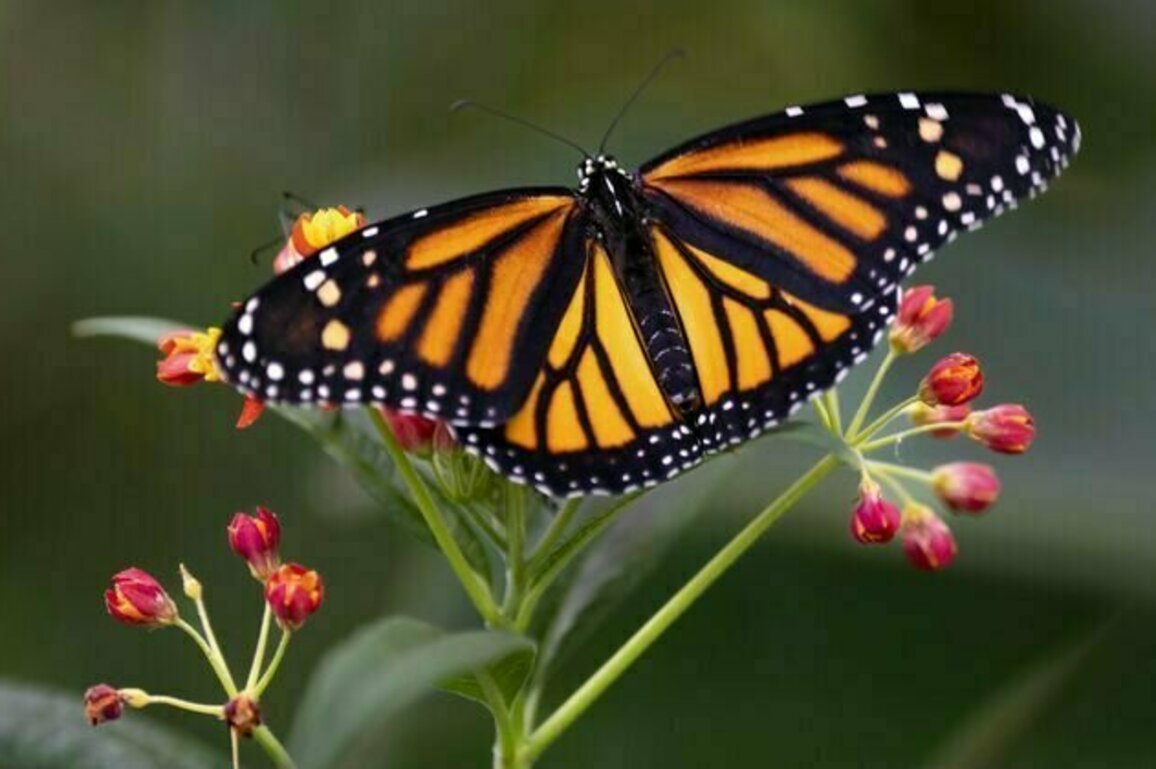 Ambitious changes to Canadian conservation law are needed to reverse the decline in biodiversity