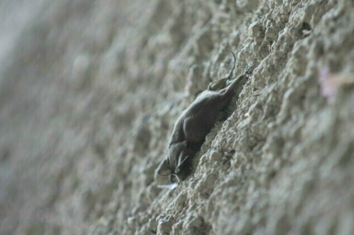 Spiking average temperatures putting Arizona bats at risk