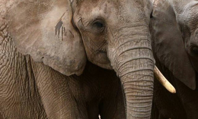 Botswana accuses US of 'encouraging' elephant poaching Botswana accuses US of 'encouraging' elephant poaching