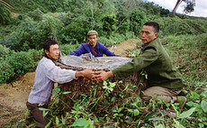 China forestry assets: A due diligence nightmare
