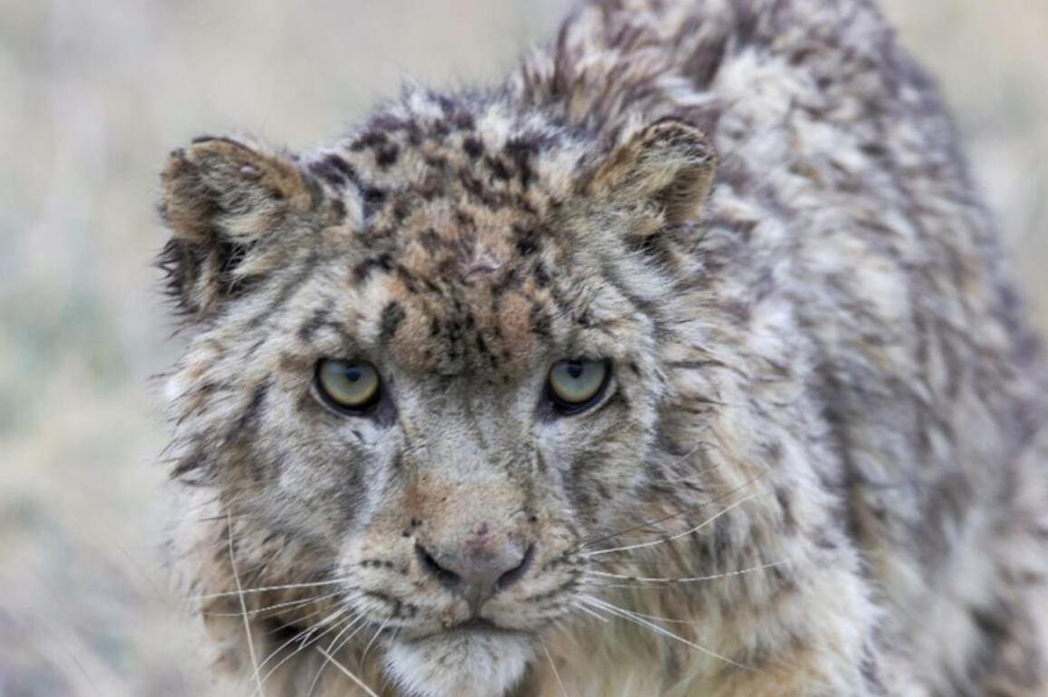 Photographer captures elusive snow leopard images in NW China's Qilian Mountains