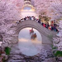 Vibrant spring drives expansion in China's cultural, tourism market