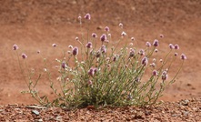  WA's bush can be a harsh and unforgiving environment. Photo by Karma Barndon