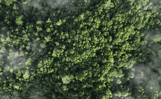 Study: Carbon markets overlook value of natural carbon sinks  
