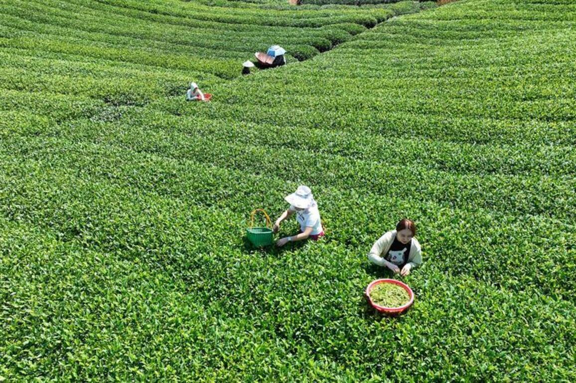 ZhejiangPictorial | A chromatic journey: where nature and culture paint in harmony