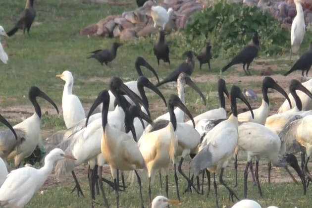 Tamil Nadu: Rare Sighting of Black-headed Ibis seen in Thoothukudi salt pans