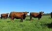  Red Angus semen is among several lots being offered by the CSIRO. Picture courtesy CSIRO.