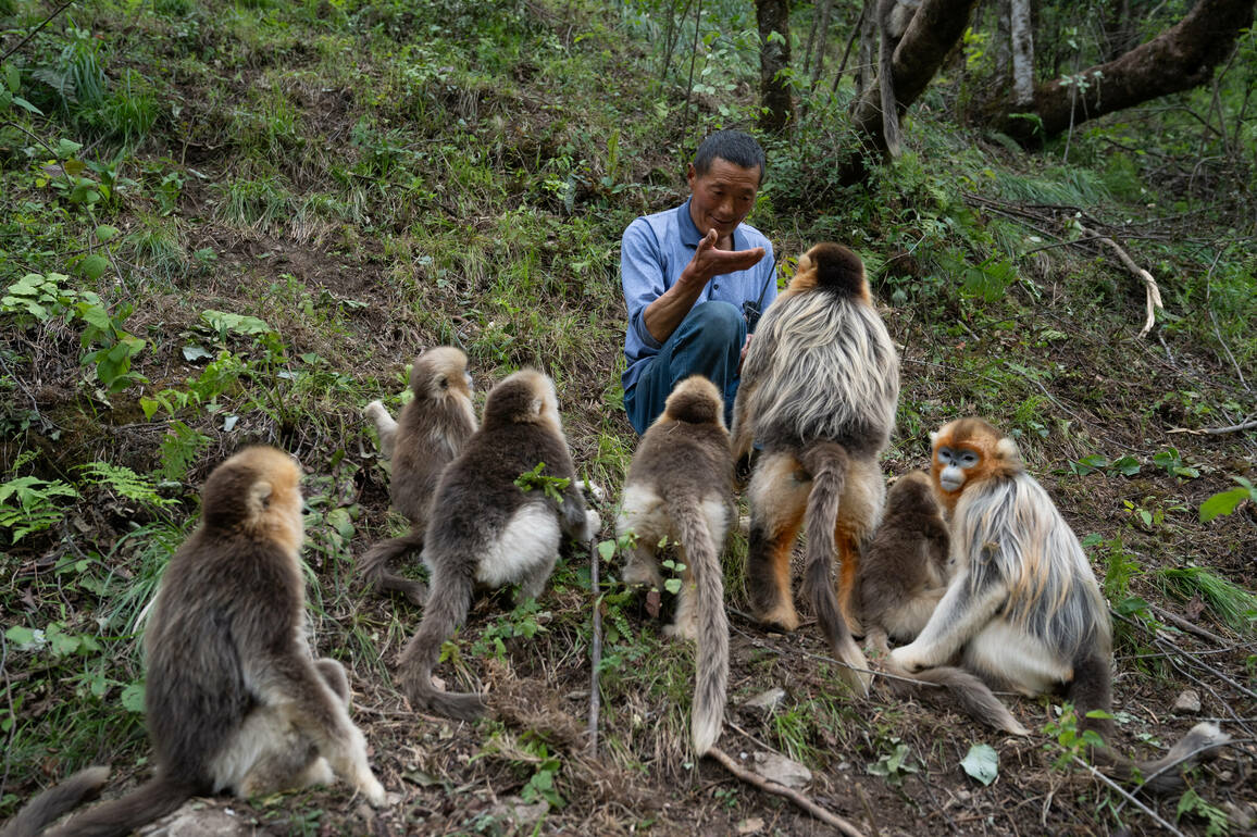 (SichuanMosaics)CHINA-SICHUAN-PINGWU-GOLDEN SNUB-NOSED MONKEY-RANGER(CN)