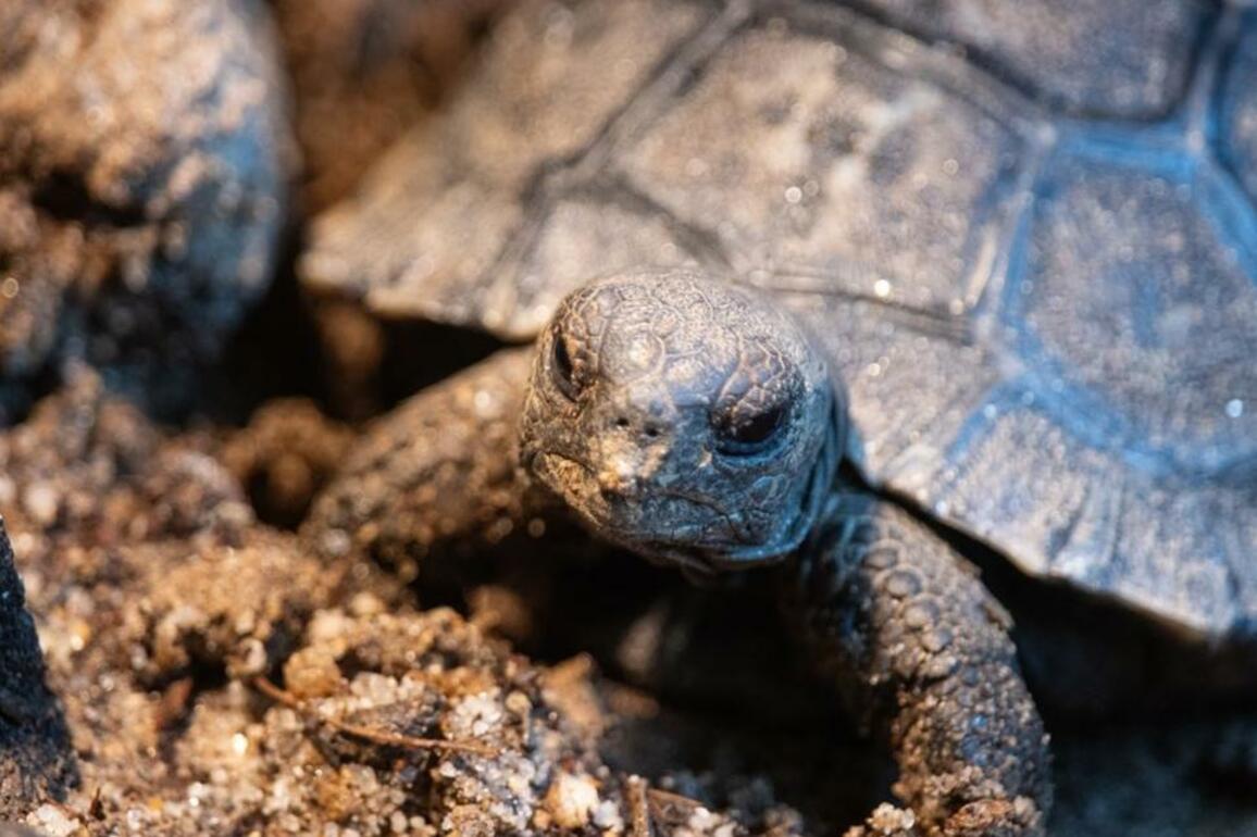 Philadelphia Zoo hatches endangered Galapagos tortoises